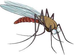 Diệt muỗi -ruồi -kiến - gián  hiệu quả tại HCM